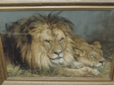 A print, captive lions, 47 x 66cm, plus frame and glazed