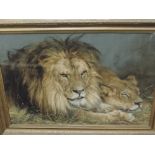 A print, captive lions, 47 x 66cm, plus frame and glazed