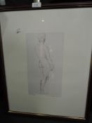 A print of an anatomical studyafter Raphael