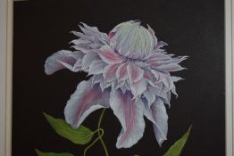 A gouache painting Clematis Josephine Evijohill by Marion Wilson. Signed framed and glazed