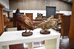 A brace of taxidermy pheasants.