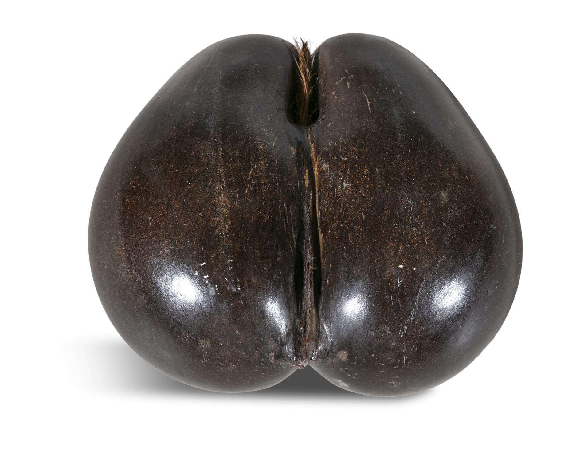 A RARE COCO DE MERE NUT, Seychelles, in its natural form. 27cm deep, 29cm wide - Bild 2 aus 2