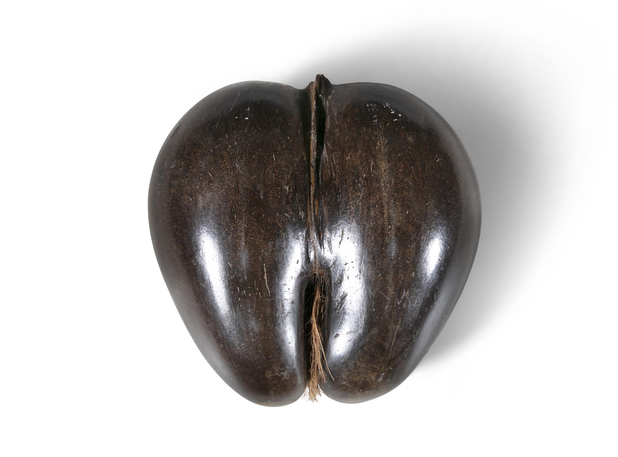 A RARE COCO DE MERE NUT, Seychelles, in its natural form. 27cm deep, 29cm wide