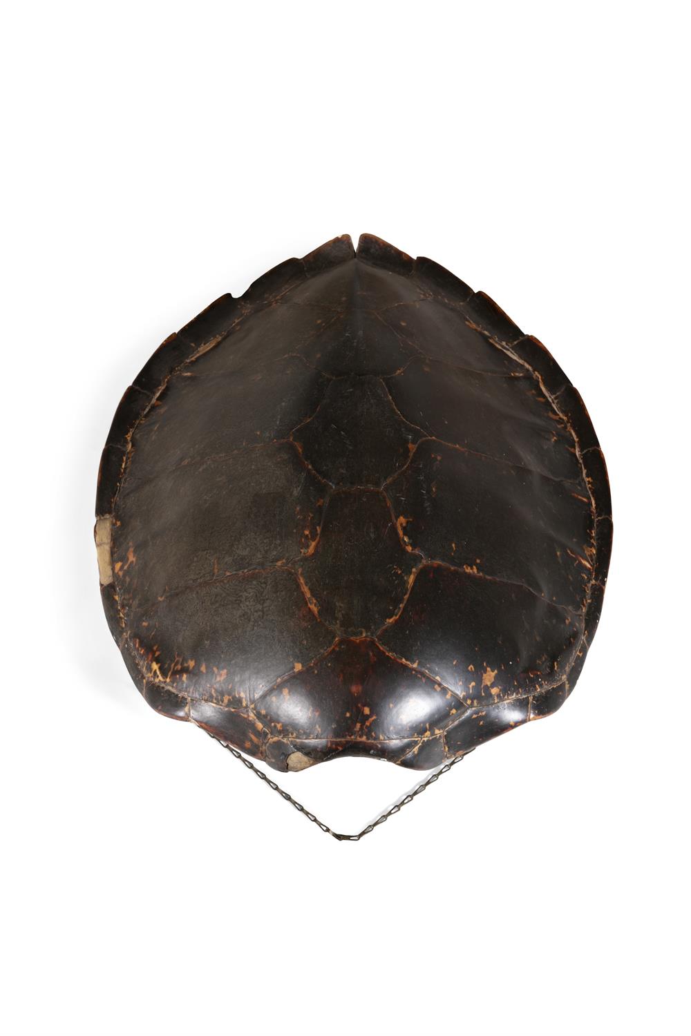 A TORTOISE SHELL 19cm high, 63cm deep