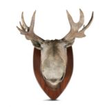 A LARGE TAXIDERMY MOOSE HEAD, 19th century, applied to a timber shield shaped back plate,