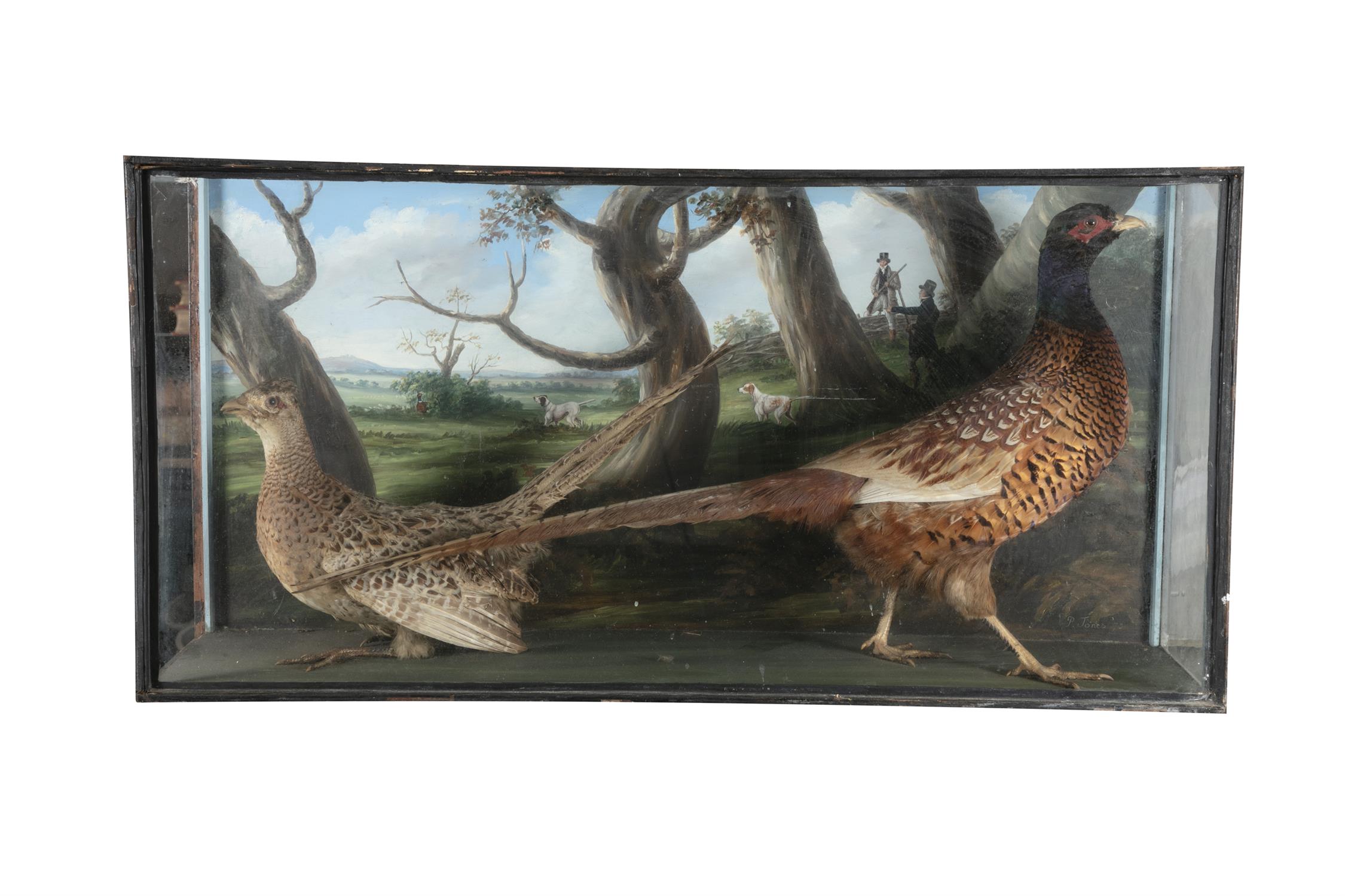 TAXIDERMY Two pheasants in a opposing position, standing against a painted backdrop,