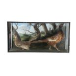 TAXIDERMY Two pheasants in a opposing position, standing against a painted backdrop,