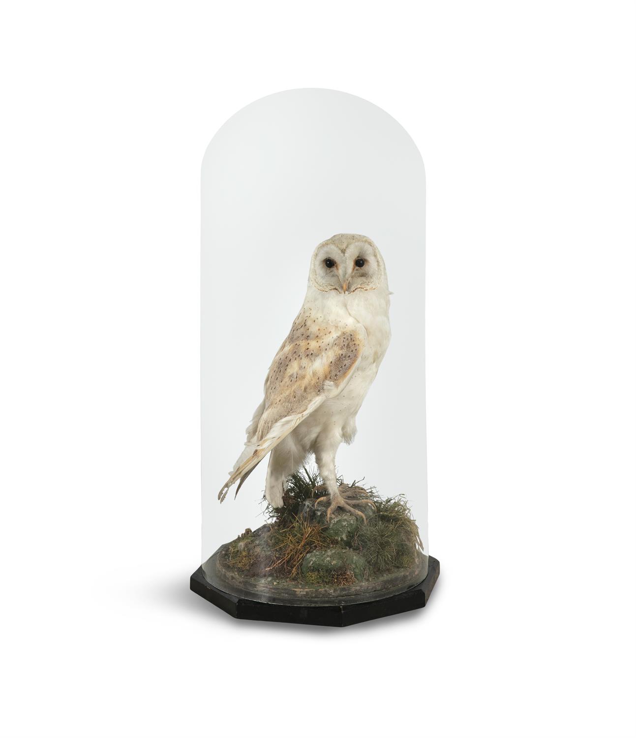 TAXIDERMY An owl in a Victorian dome 40cm high