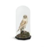 TAXIDERMY An owl in a Victorian dome 40cm high