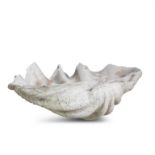 NATURAL HISTORY SPECIMEN A Giant Fossil Clam Shell, Tridacna Genus 81cm wide, 50cm