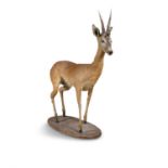 A LIFESIZE TAXIDERMY MODEL OF AN AFRICAN ANTELOPE, on oval timber stand. 116cm high x 107cm wide