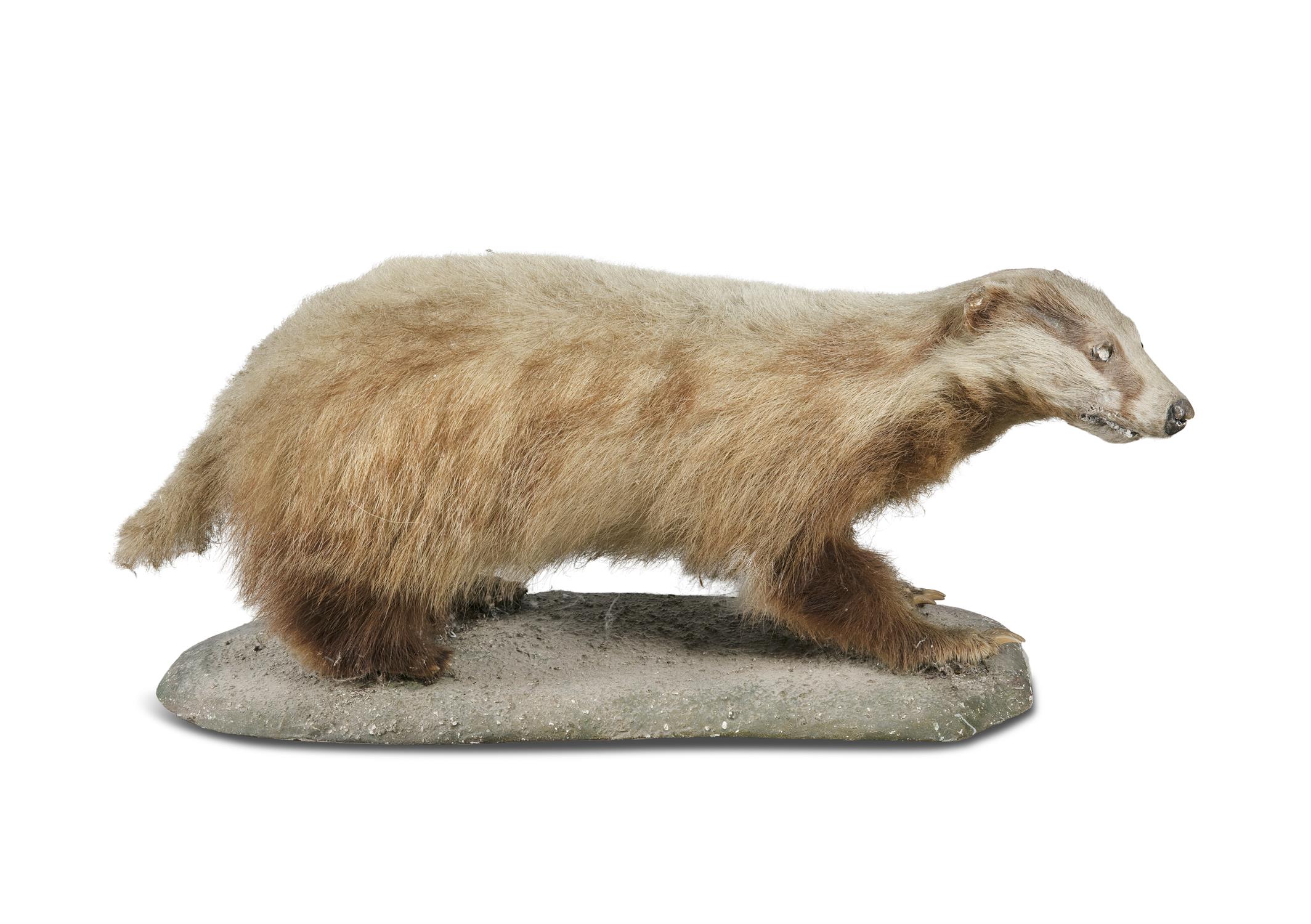 A TAXIDERMY BADGER