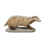 A TAXIDERMY BADGER