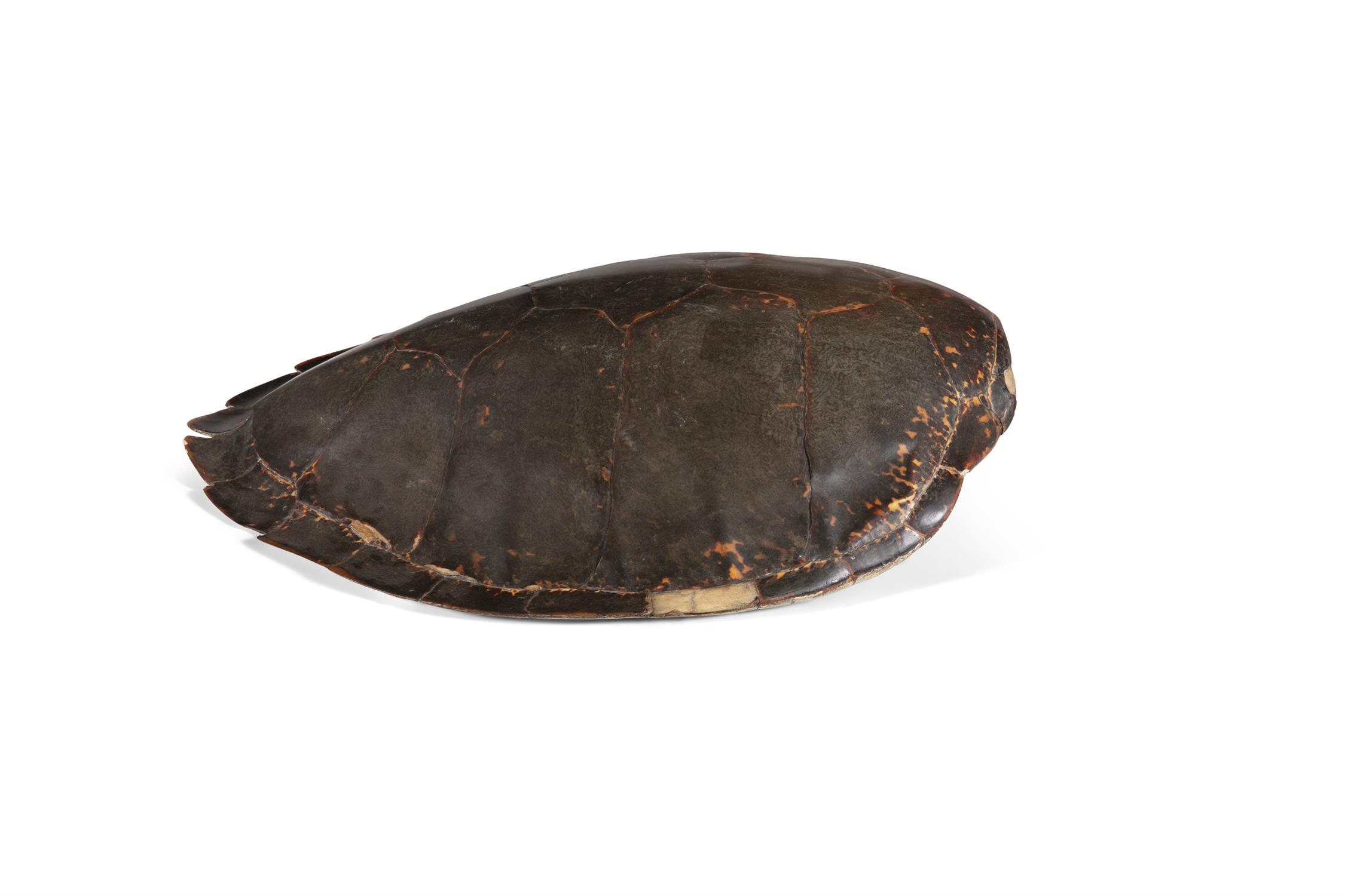 A TORTOISE SHELL 19cm high, 63cm deep - Image 2 of 2