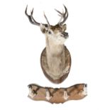 TAXIDERMY A large stag’s head with ten point antlers on a timber shield. 89cm wide; together with