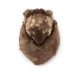 A SCOTTISH OTTER FUR SPORRAN, c.19th, the brown fur body with otter head flap. Size opened out
