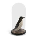 A COLLECTION OF THREE TAXIDERMY BIRDS, comprising a razor bill, a duck and a gull,