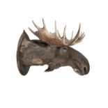 A LARGE TAXIDERMY MOOSE HEAD, 19TH CENTURY Inscribed verso with a presentation label,