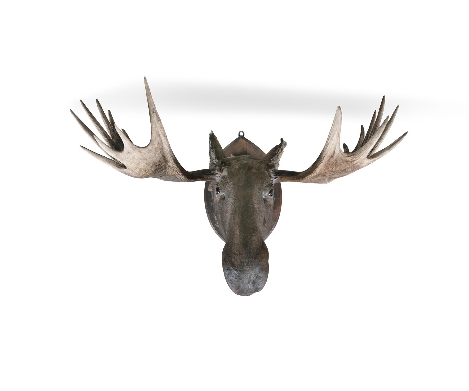 A LARGE TAXIDERMY MOOSE HEAD, 19TH CENTURY Inscribed verso with a presentation label, - Image 3 of 3