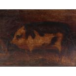 A late 19th century naïve oil painting of a prize pig; unsigned; canvas: 11¾” x 15½”, unframed &