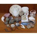 A collection of assorted sea shells & geological specimens.