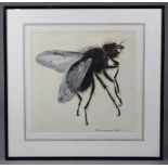 HELLMUTH WEISSENBORN (German, 1898-1982). A study of a fly. Watercolour; signed lower right; 16½”