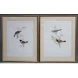 After JOHN GOULD (1804-1881). “Redstart” & “Stone Chat”, coloured lithographs, publ. by C.