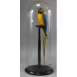 *LOT WITHDRAWN* A taxidermy Blue & Yellow Macaw, mounted on a turned ebonised perch & circular plin