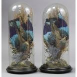 A pair of taxidermy Indian Blue Roller, each mounted in a naturalistic setting, on ebonised
