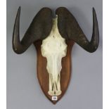 A taxidermy Bison skull with horns, mounted on a shield-shaped wall plaque, 17¾” wide x 24” high.