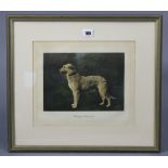 A coloured print depicting an Irish Wolfhound titled: “Champion Cotswold”, 10¼” x 12¼”, in glazed