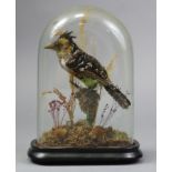 A taxidermy Crested Barbet, mounted in a naturalistic setting, on ebonised plinth, & under domed