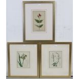 Seven coloured botanical prints displayed in five glazed frames.