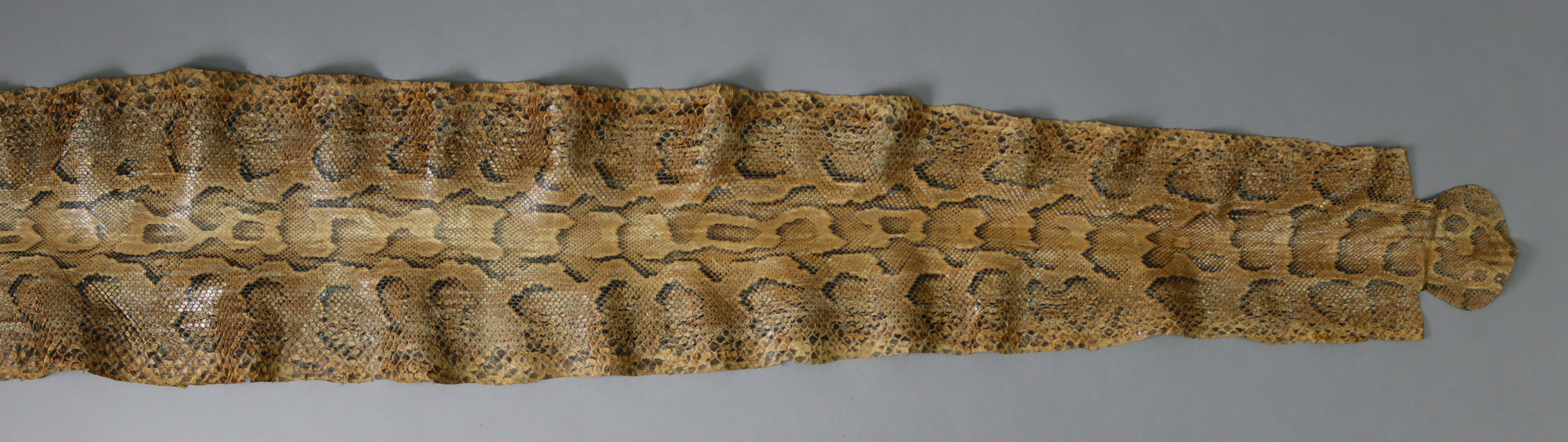 An 11’3” snake-skin. - Image 2 of 3
