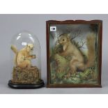 Two taxidermy red squirrels, each displayed in a glazed case.