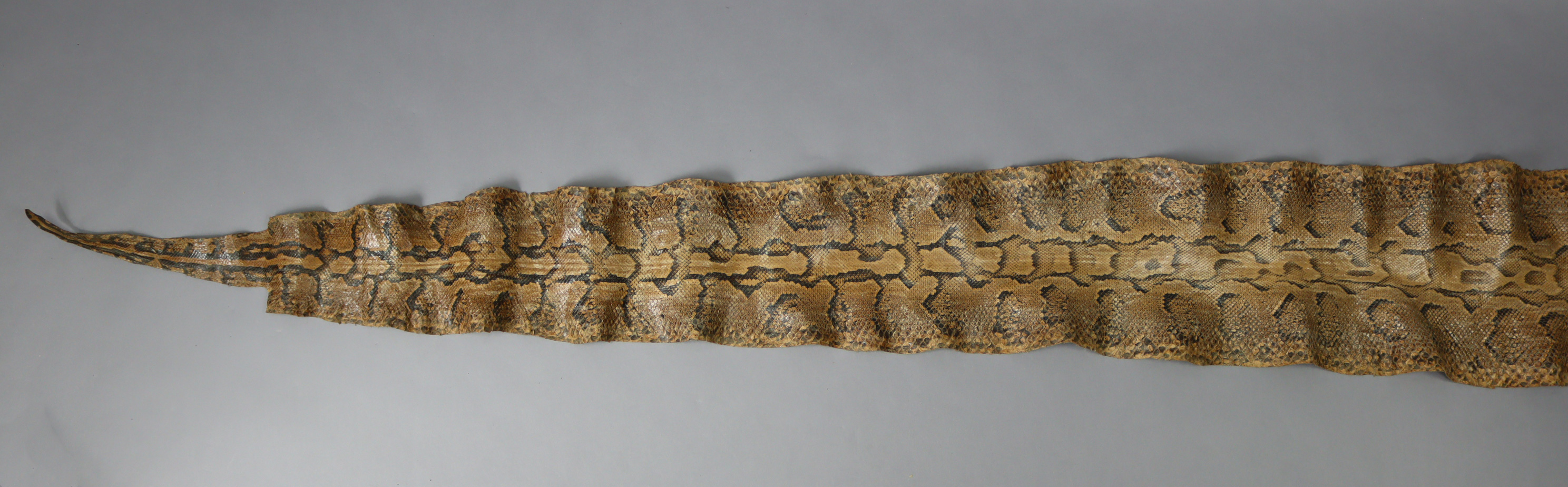 An 11’3” snake-skin. - Image 3 of 3