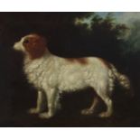 Manner of GEORGE STUBBS (1724-1806). Portrait of an English water spaniel in a landscape, late