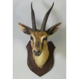 A TAXIDERMY CHINKARA GAZELLE HEAD, mounted on a wooden shield-shaped plaque, with faint inscriptions