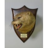 A taxidermy Otter head by R. Spicer & Sons, mounted on an oak shield-shaped plaque with ivorine