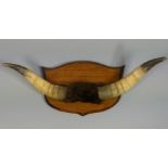 A pair of antique taxidermy Ox horns, mounted to a shield-shaped plaque, the plaque inscribed to