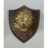 A TAXIDERMY FISHING-CAT HEAD BY VAN INGEN & VAN INGEN, mounted on an oak shield-shaped plaque,