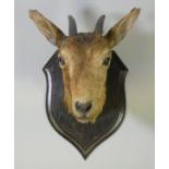 A TAXIDERMY GAZELLE HEAD BY ROWLAND WARD, mounted on an oak shield-shaped plaque, with taxidermist’s