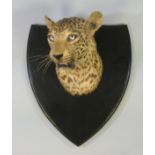 A TAXIDERMY INDIAN LEOPARD HEAD BY VAN INGEN & VAN INGEN, mounted on an ebonised shield-shaped