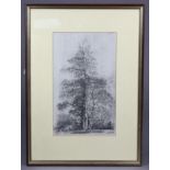 A pen & ink study of a tree, by Gerard Bellaart, 15.5” x 9.75”, in glazed frame.
