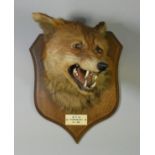 A taxidermy Fox head by R. Spicer & Sons, mounted on an oak shield-shaped tablet with ivorine plaque