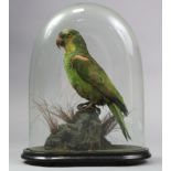 A Taxidermy Amazon Parrot, mounted in a naturalistic setting on ebonised plinth, & under glass domed