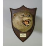 *LOT WITHDRAWN* A taxidermy Otter head by R. Spicer & Sons, mounted on an oak shield-shaped plaque w