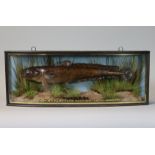 A TAXIDERMY BURBOT EEL, preserved by J. Cooper & Sons of London, displayed in glazed ebonised bow-