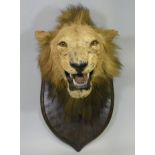 A TAXIDERMY LION HEAD BY ROWLAND WARD, mounted on a shield-shaped wooden plaque, with impressed init