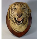 A TAXIDERMY BENGAL TIGER HEAD BY THEOBALD BROS., mounted on a shield-shaped wooden plaque with metal